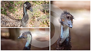 Collage Of Large Australian Emu In Close Up