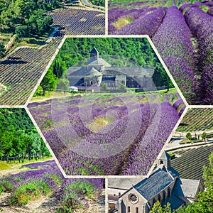 Collage of lavender field in the Gordes ,France.