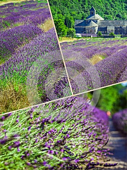 Collage of lavender in front of the abbaye de Senanque in Provence