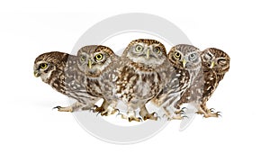 Collage of little owls Athene noctua on white background