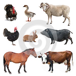 Collage livestock isolated on white