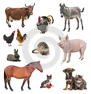Collage livestock isolated on white
