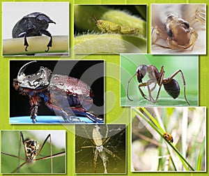 Collage of macro photos of insects