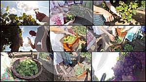 Ripe Grape Harvest, Wine Concept - Photo Collage