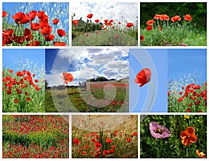 Collage made of poppy flowers