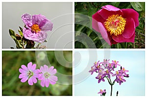 Collage made up of pink wildflowers