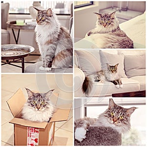 Collage Of A Main Coon Cat