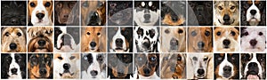 Collage of many different breed dog heads photo