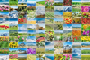 The collage of many nature photos