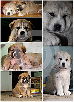 A collage about mastiff puppies.