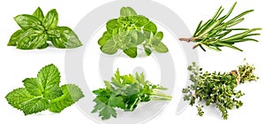 Collage mix set of Fresh green basil leaves. Organic herb