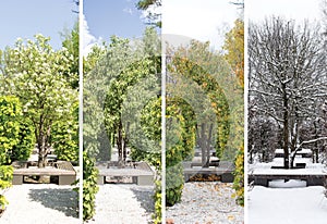 Collage mixing photos of the pear tree, by the lake in spring. summer, autumn and winter time.