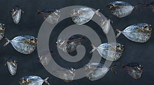 Collage with moonfish on a dark background