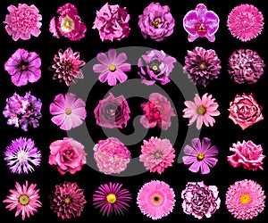 Collage of natural and surreal pink flowers 30 in 1