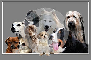 Collage , nine dogs  on grey background