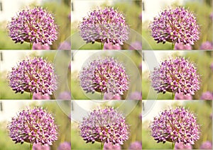 A collage of nine photographs featuring Dutch onion flowers.