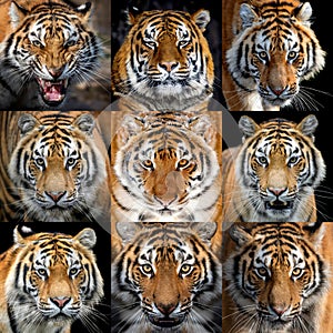 Collage of nine photos a Tiger portrait