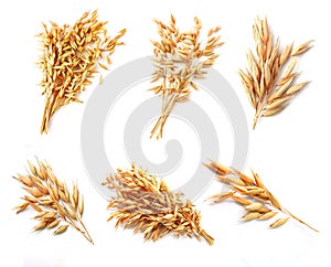 Collage of oat plants.