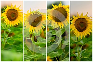 Collage of organic fresh sunflowers in a field close-up. Beautiful floral summer background on different topics