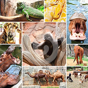 Collage photo of some wild animals zoo