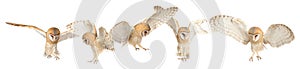 Collage with photos of beautiful barn owl on white background. Banner design