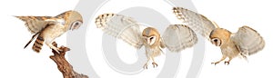 Collage with photos of beautiful barn owl on white background. Banner design
