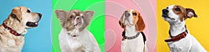 Collage with photos of cute dogs in collars on different color backgrounds. Banner design