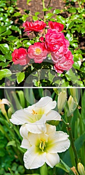 collage of photos of flowers and flowerbeds. Vertical photo