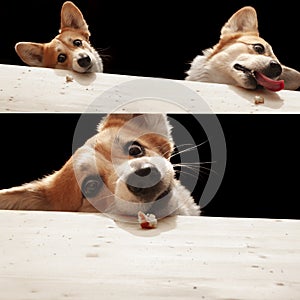 A collage of photos of a funny Pembroke Welsh Corgi guarding a piece of bread from the table. Funny, cute domestic dog