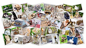 Collage of photos of pets and birds