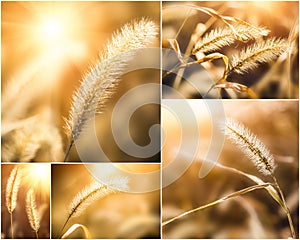 Collage of photos with setaria under the sunlight photo