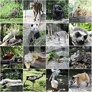 Collage of pictures of different animals