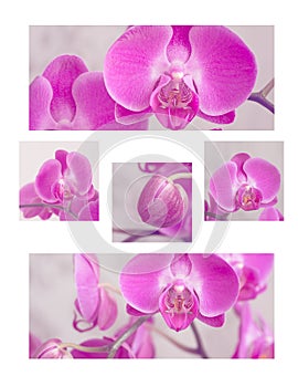 A collage of pink orchids