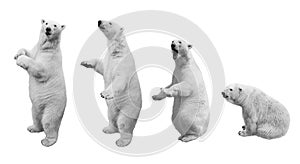 A collage of polar bear in various poses on a white background