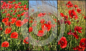 Collage of poppies