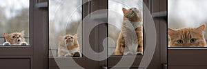 Collage portrait cat wants to come house, sad eyes look