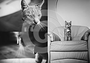 Collage portrait of a cute grey cat relaxing on baroque armchair. Black and white photo
