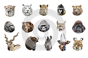 Collage of portraits of wild mammals