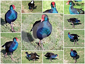 A Collage of Purple Swamp Hens