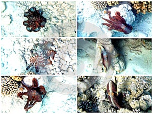 Collage quick change artist big red octopus in Red Sea
