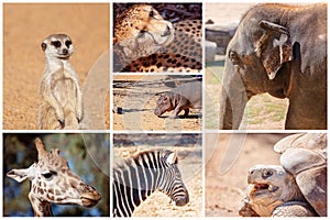 A Collage Of Rare And Interesting Animals