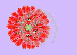 Collage of red beautiful tulip flowers on a violet background with copy space. Isolated. Decorative circle. Ornament. Holiday spri