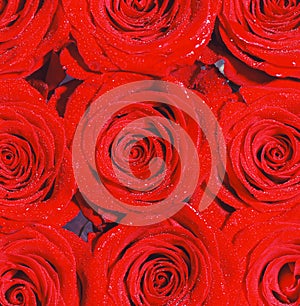 Collage of red roses. Bouquet of fresh roses, flower bright background. A close up macro shot of a red rose. Flower shop