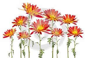 Collage of red and yellow rover daisies