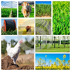 Collage representing several farm animals and farmland