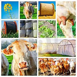 Collage representing several farm animals and farmland