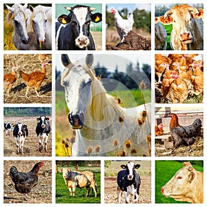 Collage representing several farm animals and a wild horse
