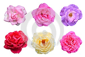 Collage of Roses flowers (Rosa multiflora) is isolated white background photo