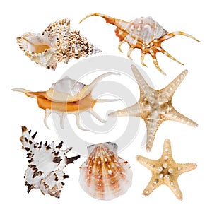 Collage of sea shells isolated on white background