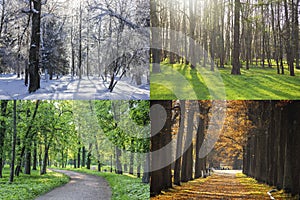 Collage seasons . All season. Seasons in one photo. Winter spring summer autumn. Tree branch. Grass with dew. Nature